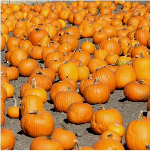 Vista 3 de Everwilde Farms - Semillas de calabaza de campo Connecticut de 1 onza - Gold Vault