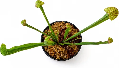 Vista 2 de Planta de jarra carnívora Sarracenia 'Scarlet Belle