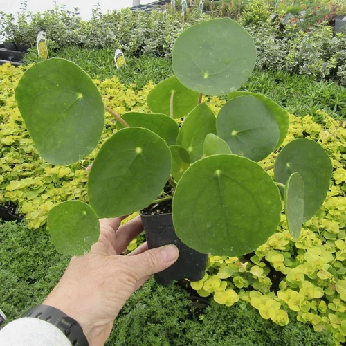 Vista 2 de Pilea peperomioides, dinero chino, panqueques o planta para compartir, planta de interior, Cnt Sz: 3