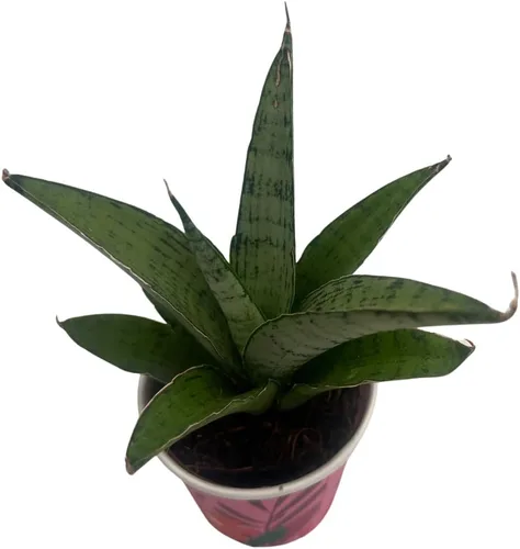 Vista 3 de Planta de serpiente rosa congelada - Sansevieria - Maceta de 2