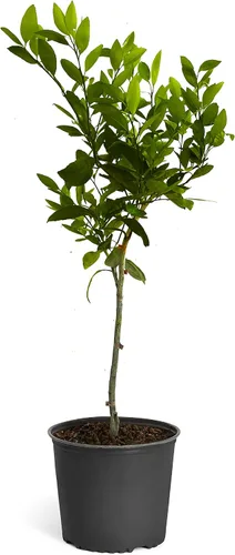Vista 5 de Brighter Blooms - Owari Satsuma Tree - Grandes árboles de cítricos - Capaz de ser recolectado el primer año (1-2 pies)