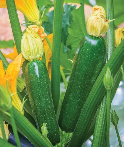 Vista 5 de Burpee - Semillas de calabacín de verano, variedad “Best”, 20 semillas