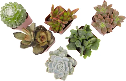 Vista 8 de Plantas suculentas vivas (paquete de 6) plantas suculentas en maceta, plantas vivas de interior, plantas de interior vivas, plantas