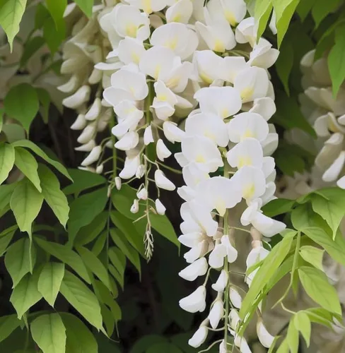 Vista 8 de White Wisteria Vine - Planta viva fragante de 1 año en maceta - Imán de colibrí