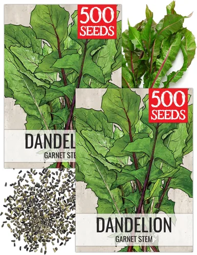 Vista 12 de Seed Needs - Semillas de achicoria para plantar flores azules de diente de león italiano, 1 paquete