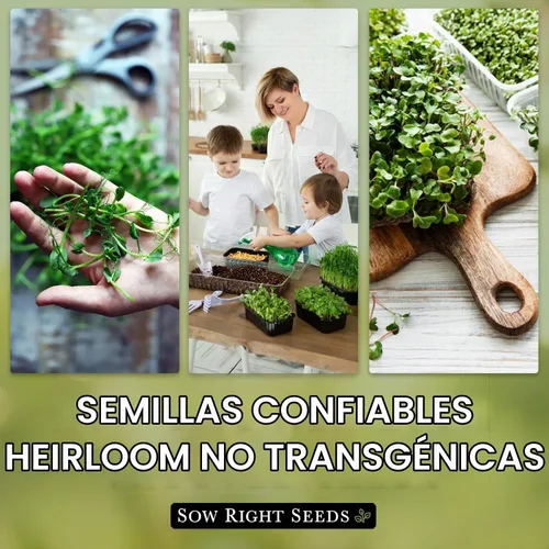 Vista 6 de Sow Right Seeds - Gran colección de semillas de microgreens para plantar