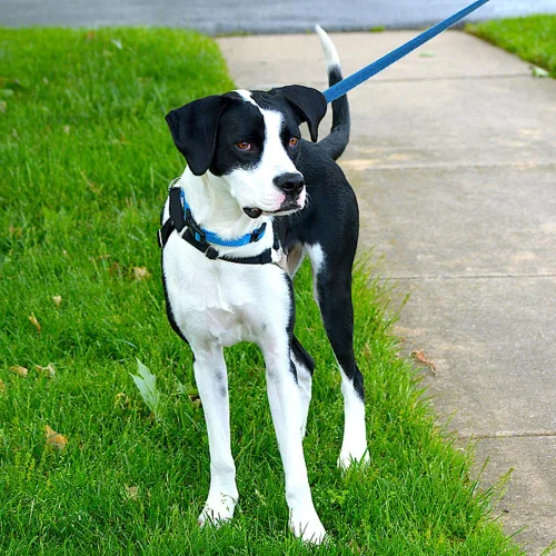 Vista 2 de Collar Azul para Perro Collares Ajustables Básicos para Cachorros Perros Pequeños, Medianos y Grandes Niñas con Collar de Nylon Transpirable
