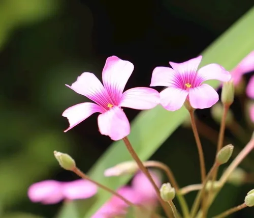 Vista 5 de Bulbos de trébol verde, 15 bulbos Oxalis de la suerte para plantar, fáciles de cultivar en interiores fuera de la elección del jardinero novato