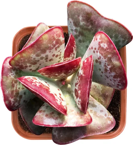 Vista 12 de Plantas suculentas vivas de 2 pulgadas, cactus con cono de pino, mini suculentas en maceta, planta de interior de fácil cuidado, regalos únicos