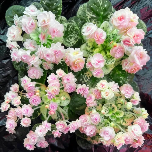 Vista 7 de Semillas de violeta africana para plantar, 50 piezas de semillas perennes de Saintpaulia violeta africana, plantas de flores raras sin OMG, plantas