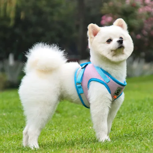 Vista 6 de Arnés ajustable para perro sin tirones, con 2 clips para correa, arnés acolchado ultra transpirable para perro, arnés reflectante y juego de correa