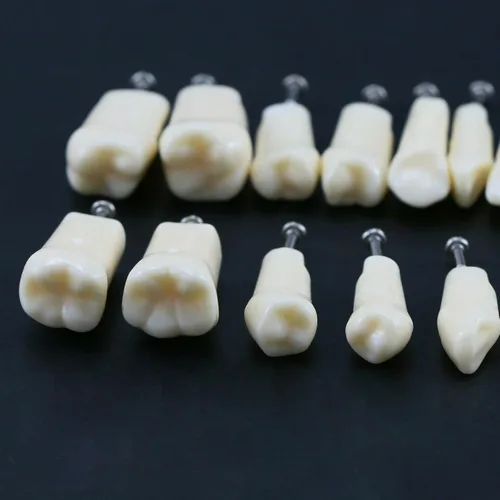 Vista 3 de Dientes dentales Typodont modelo 28 dientes extraíbles compatibles con Kilgore Nissin estudio de enseñanza completamente desmontable, con un