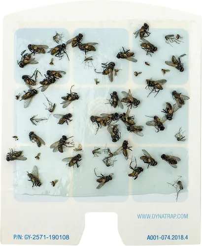 Vista 8 de Dynatrap DOT StickyTech - Tarjetas de pegamento de repuesto, paquete de 6
