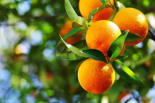 Vista 7 de Semillas de frutas para plantar - Semillas de frutas de jardín (caqui americano - 10 semillas)