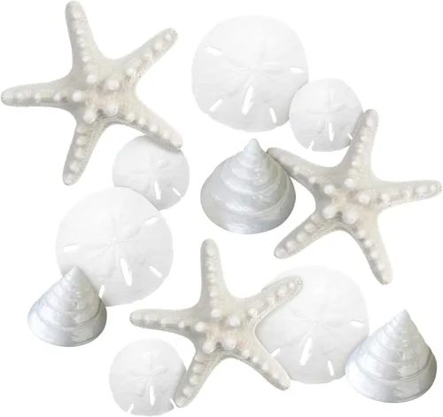 Vista 8 de Conchas de mar – Conchas de playa mezcladas reales con estrellas de mar y cristal de mar (paquete de 5) – Conchas para manualidades – Decoración