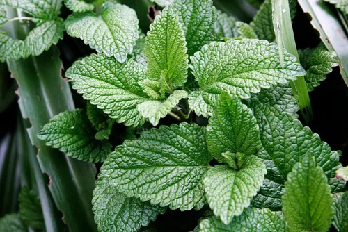 Vista 6 de Semillas Menta Menta Mentha Hierbas Medicinales Jardín para Plantar No GMO 1000 Semillas