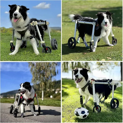 Vista 6 de Silla de ruedas para perro de 4 ruedas, ajustable, silla de ruedas para perro con patas traseras, silla de ruedas para patas delanteras, apoyo