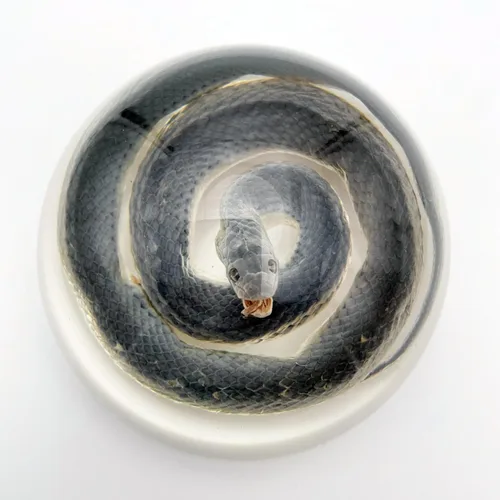 Vista 12 de Especímenes reales de cigarras en resina, pisapapeles artesanales, colección de taxidermia de animales para educación científica y adorno de cicada