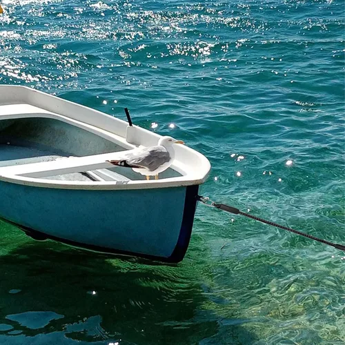 Vista 8 de 4 líneas de muelle elástico, líneas de barco elástico de 2 pies con cuerda de amarre de clip inoxidable 316 para muelle, kayak, embarcación