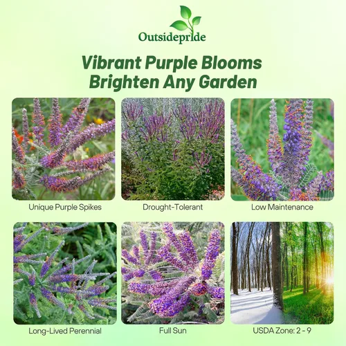 Vista 2 de Outsidepride Leadplant Semillas de flores silvestres – 2000 piezas de semillas de flores silvestres perennes, similares a arbustos, tolerantes a