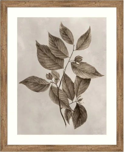 Vista 9 de Amanti Art Lienzo decorativo para pared enmarcado de 24 x 20 pulgadas, muestra de árbol III de Vision Studio, arte de pared de naturaleza