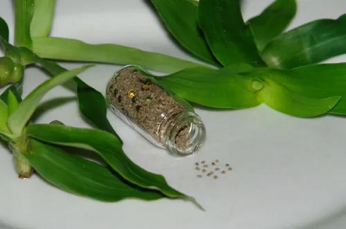 Vista 5 de Colección de semillas de jardín de hierbas medicinales #11 – Un paquete variado de 6 semillas de hierbas raras de reliquia. CÁPSULAS DE SEMILLAS