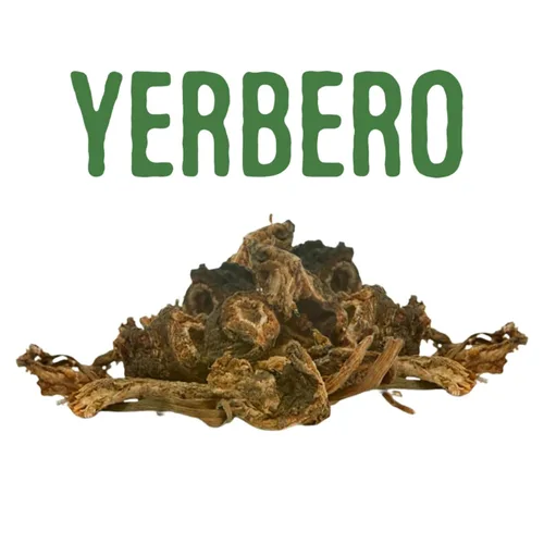 Vista 6 de Yerbero - Raíz de Osha 3.5 oz (100 g) Raiz de Chuchupate Ligusticum porteri Zanahoria de montaña, raíz de oso 100% natural Purificación