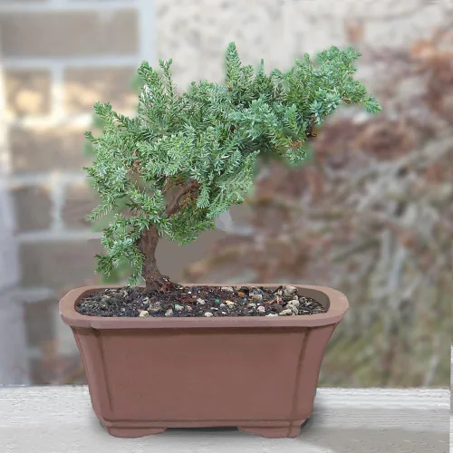 Vista 6 de Brussel's Bonsai - Árbol bonsái vivo de enebro pequeño
