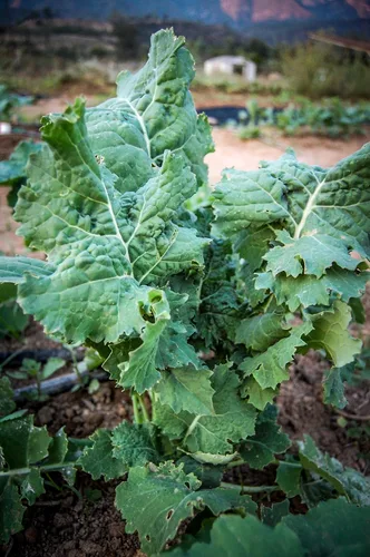 Vista 4 de Plant Good Seed Semillas orgánicas de col rizada siberiana, paquete de 200, semillas tradicionales para plantar verduras, suministros de jardinería