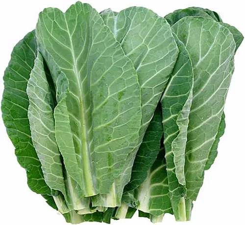 Vista 2 de Champion Collard Seeds - Hojas deliciosas parecidas a la col azul-verde
