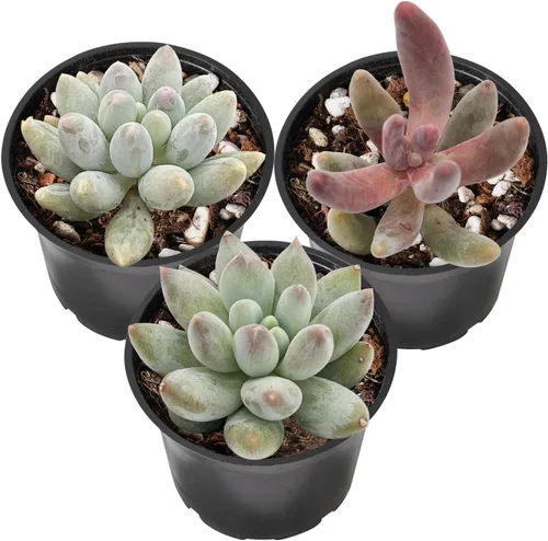 Vista 11 de Sprout N Green Colección de suculentas coloridas, 3 plantas suculentas vivas totalmente enraizadas en maceta de inicio de 2 pulgadas, decoración