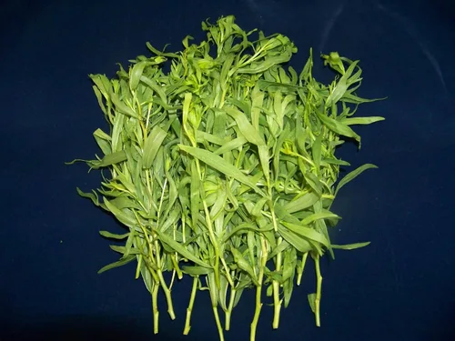 Vista 3 de 100 TARRAGON - Francés / Cocina / Común / Hierba de Dragones - Semillas de hierbas de flores de Artemisia Dracunculus