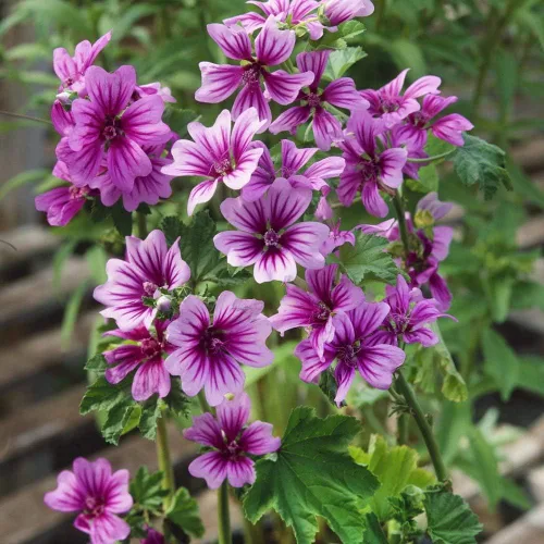 Vista 7 de Outsidepride Zebrina French Hollyhock Seeds – 500 piezas de semillas perennes de color blanco y morado, semillas de flores tolerantes a la sequía