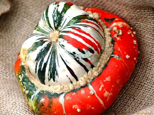 Vista 5 de Turbante de calabaza turco, 10 semillas, ornamental, turbante decorativo, calabaza, calabaza, champiñón, calabaza sin OMG