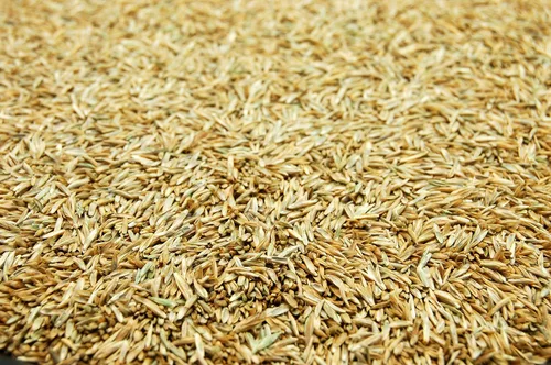 Vista 2 de Semillas de césped perenne ProTurf de Eretz (454g) - ¡Elija el tamaño! Semillas de césped premium cultivadas en el Valle de Willamette, Oregon