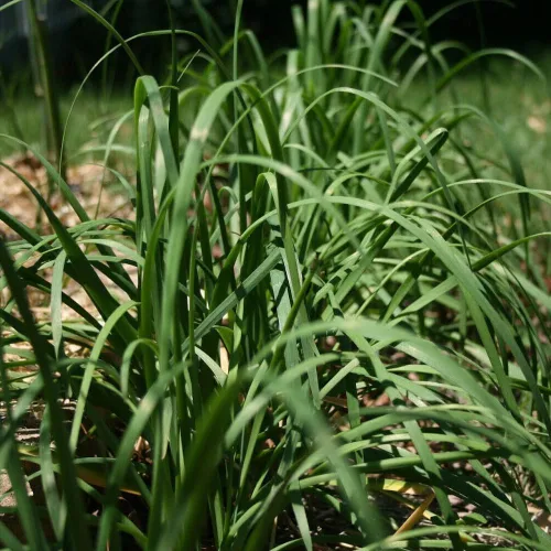 Vista 2 de KVITER 250 semillas de ajo, cebollino, cebollino chino, vegetal, Jiu Cai, semillas orgánicas frescas para plantar, semillas para el hogar y el jardín