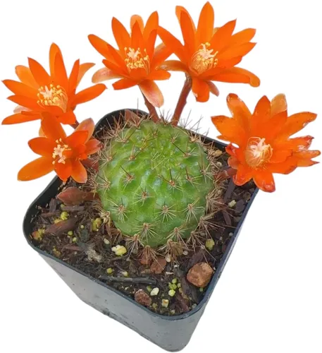 Vista 3 de Colección de plantas de cactus Live Rebutia para decoración del hogar maceta de 2 pulgadas (color del telar #2)