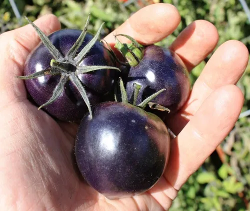 Vista 3 de Semillas Blue Cherry Tomate Indigo Rose Indeterminado No GMO Heirloom