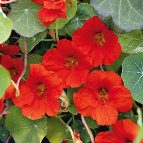 Vista 15 de Eden Brothers Semillas de Nasturtium - Semillas de Alaska Gold sin transgénicos para plantar, 1 onza Semillas de flores de bajo mantenimiento