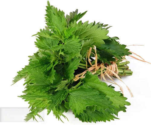 Vista 6 de Semillas Shiso, paquete de más de 1500 semillas de perilla para plantar