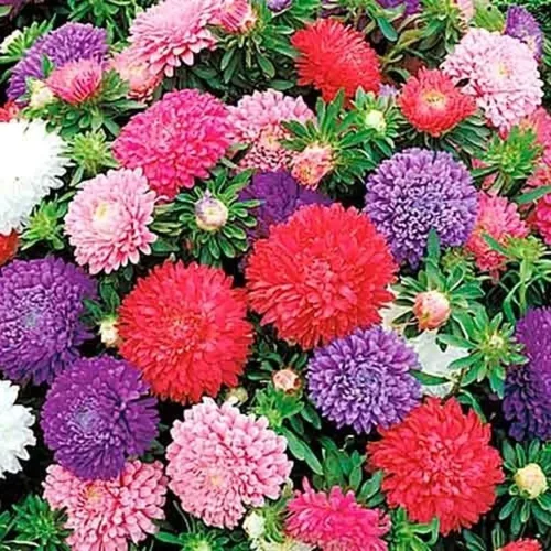 Vista 7 de Semillas Aster Mezcla Enana Anual Flores de jardín para plantar