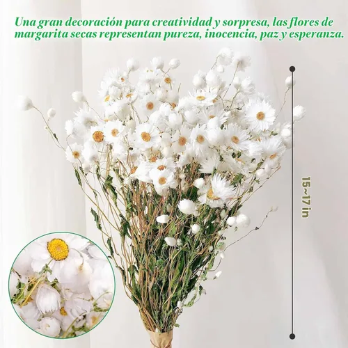 Vista 4 de Más de 150 piezas de ramo de margaritas blancas secas, 17 pulgadas