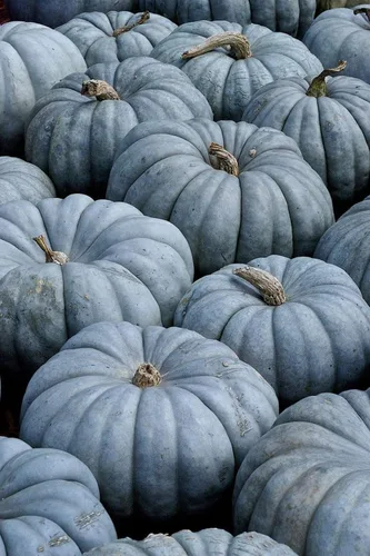 Vista 4 de Semillas Raras Calabaza Queensland Blue Gigante Vegetal para Plantar No GMO