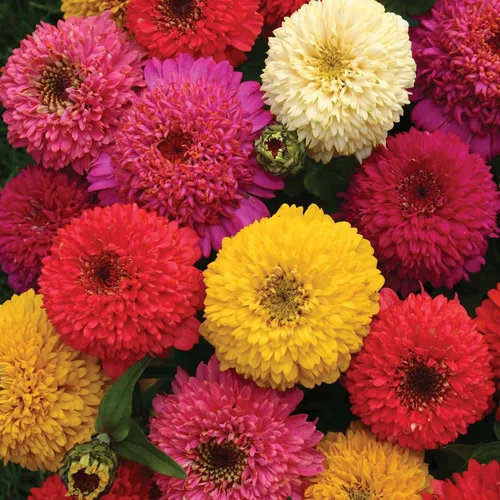 Vista 7 de Outsidepride - Zinnia Elegans, 200 semillas anuales, Candy Flower Seed Mix, mezcla de semillas de flores para plantar