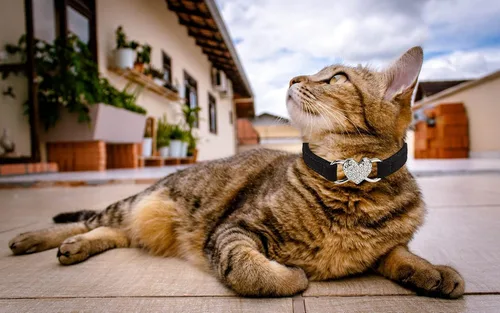 Vista 6 de Collar de gato con corazón brillante con cinturón de seguridad y campana ajustable de 8 a 10 pulgadas para gatos gatitos (negro)