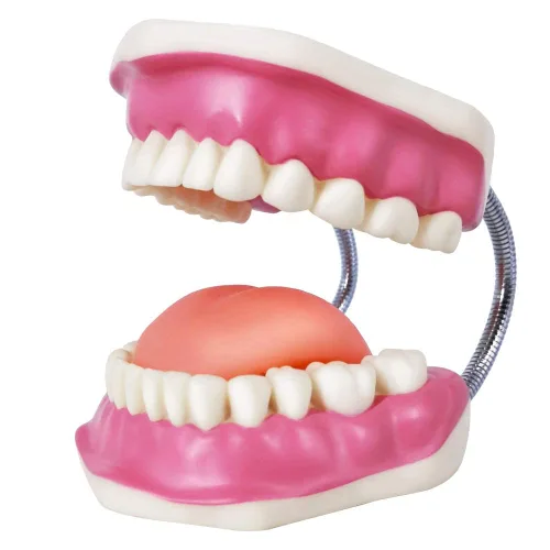 Vista 5 de EVOTECH SCIENTIFIC Modelo de cuidado de dientes dentales, W/cepillo de dientes gigante, Modelo de demostración de enseñanza de cuidado dental