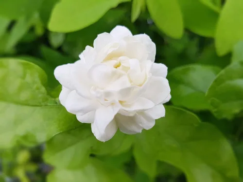 Vista 2 de Planta de jazmín Sambac 3 plantas vivas Jasminum Sambac Flores blancas fragantes Ideal para plantar en interiores y exteriores Adición