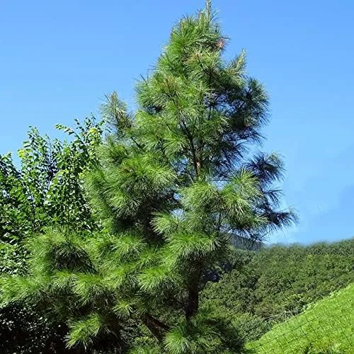 Vista 3 de MySeeds.Co, semillas de árbol Pinus taeda (pino loblolly, pino incienso) por MySeeds.Co, elige la cantidad (1/4 oz (250 semillas))