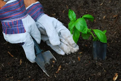 Vista 2 de Guantes de trabajo ATERET AG60 con puño de seguridad y pulgar en diagonal Juego de 12 pares Ideal para paisajismo y jardinería