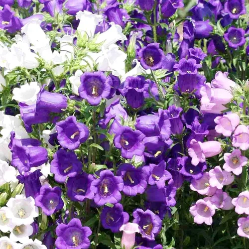 Vista 2 de Canterbury Bells Campanula - Jardín de flores de campanillas medianas alrededor de 100 semillas para plantar